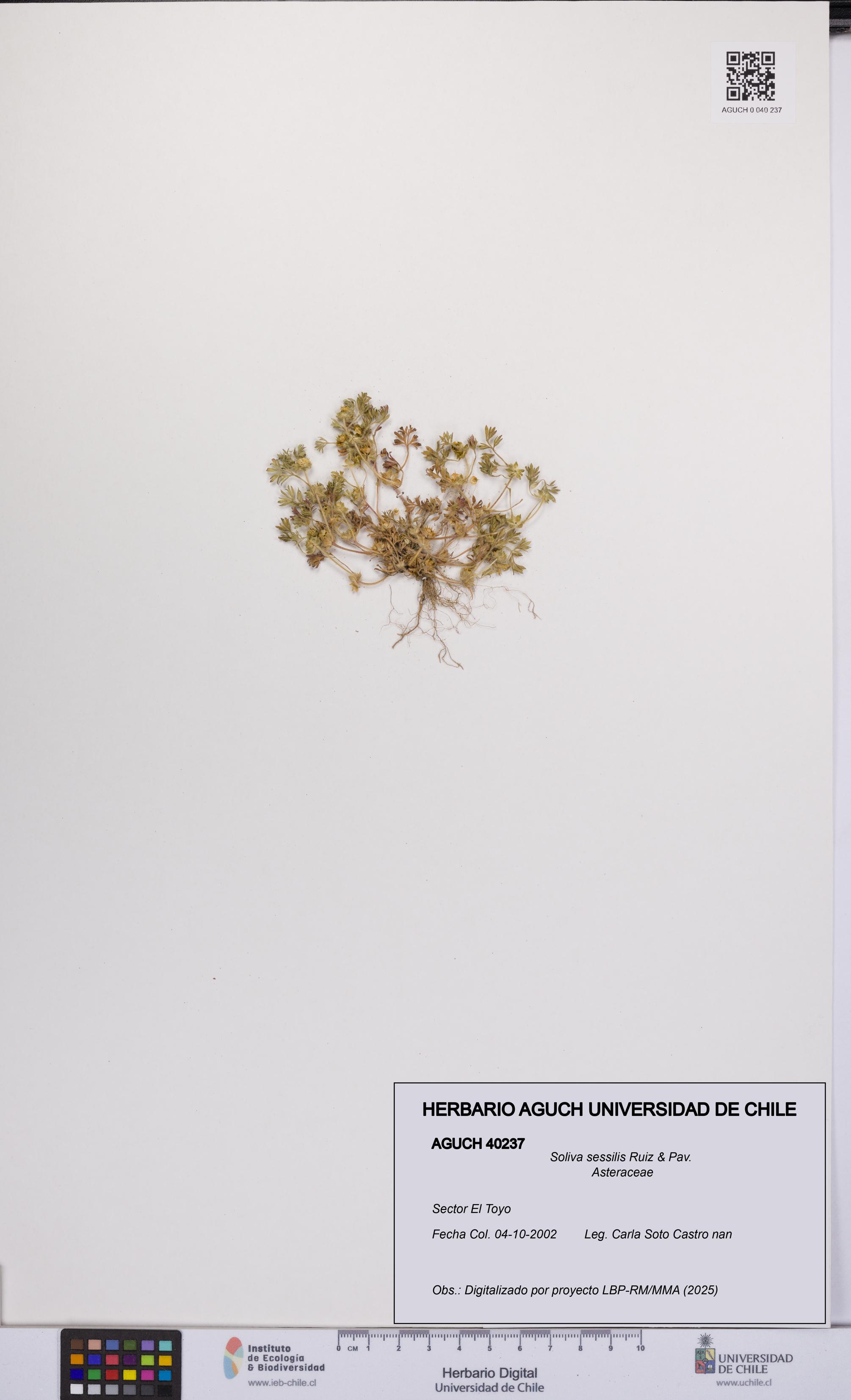 Soliva sessilis [Espécimen: UCH:AGUCH:0040237]