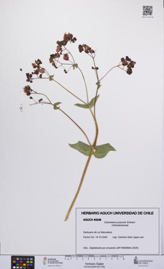 Calceolaria purpurea [Espécimen: UCH:AGUCH:0040246]