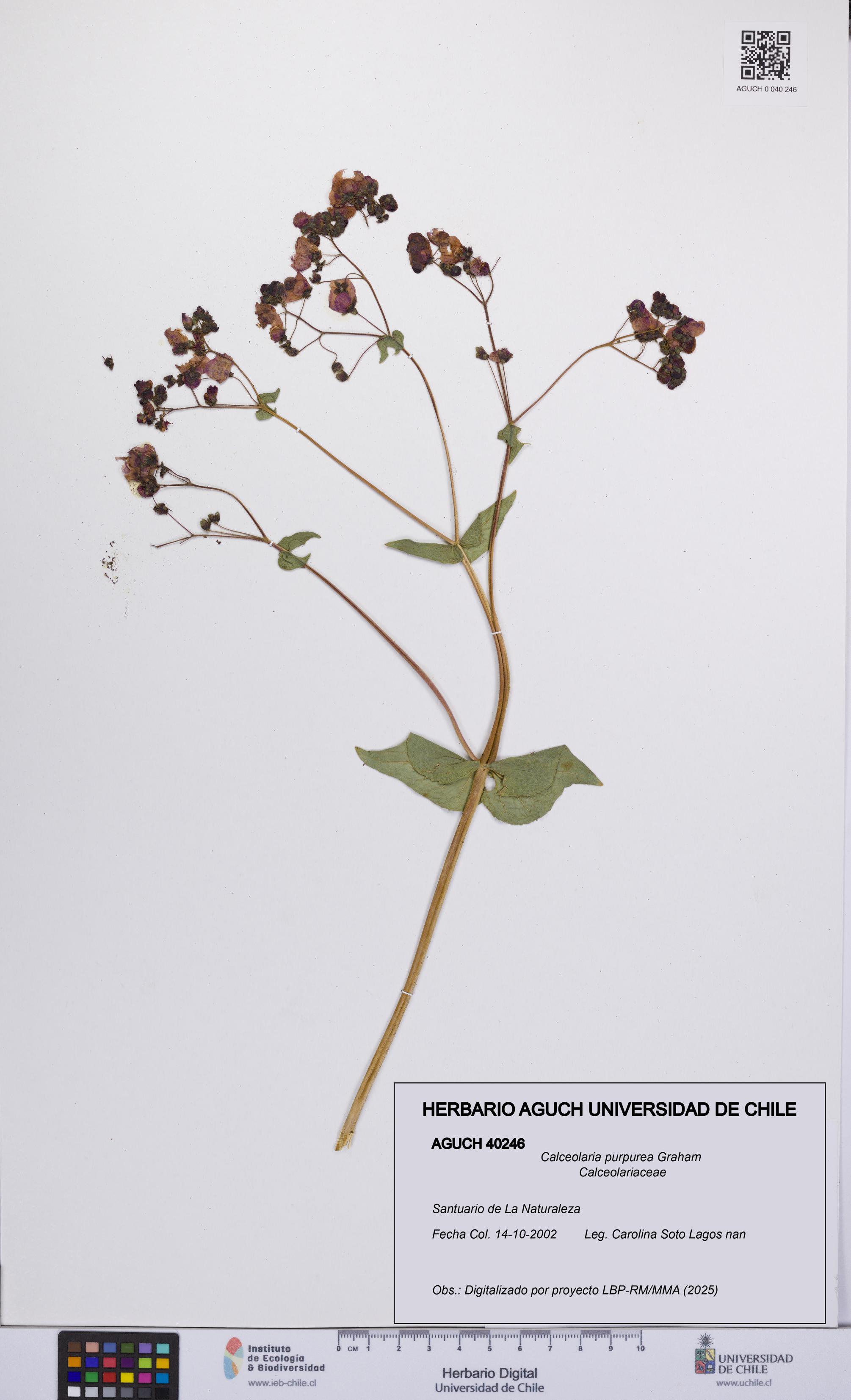 Calceolaria purpurea [Espécimen: UCH:AGUCH:0040246]