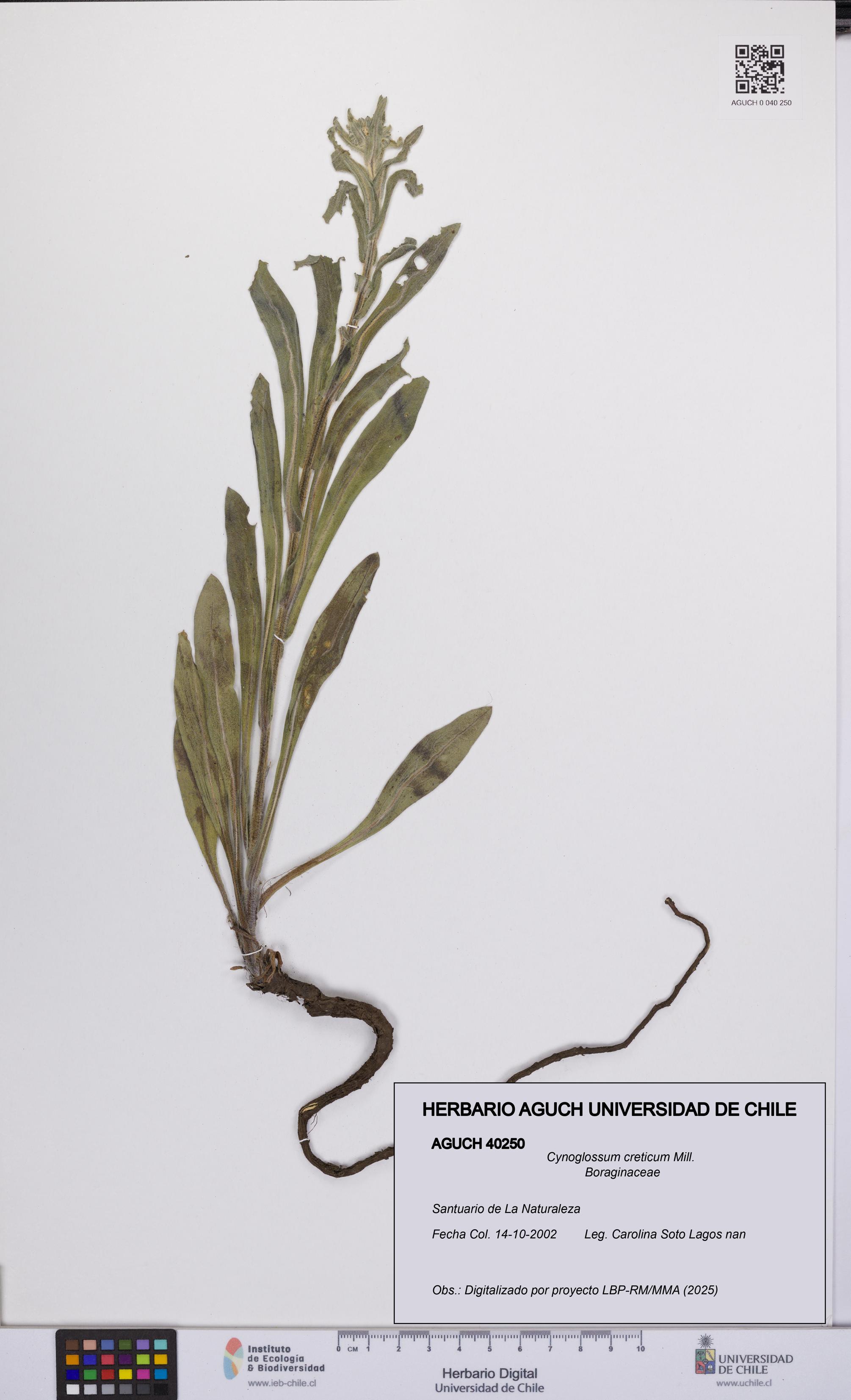 Cynoglossum creticum [Espécimen: UCH:AGUCH:0040250]