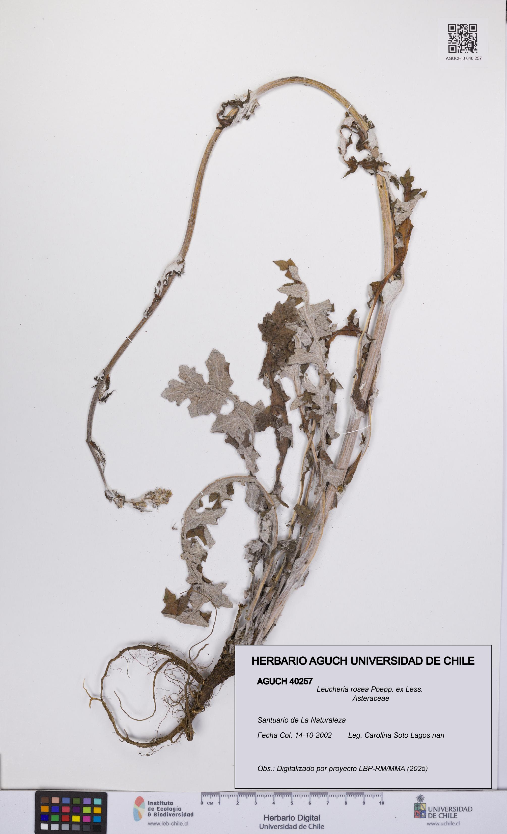 Leucheria rosea [Espécimen: UCH:AGUCH:0040257]