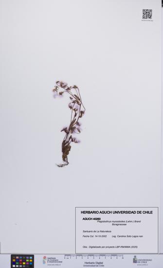 Plagiobothrys myosotoides [Espécimen: UCH:AGUCH:0040263]