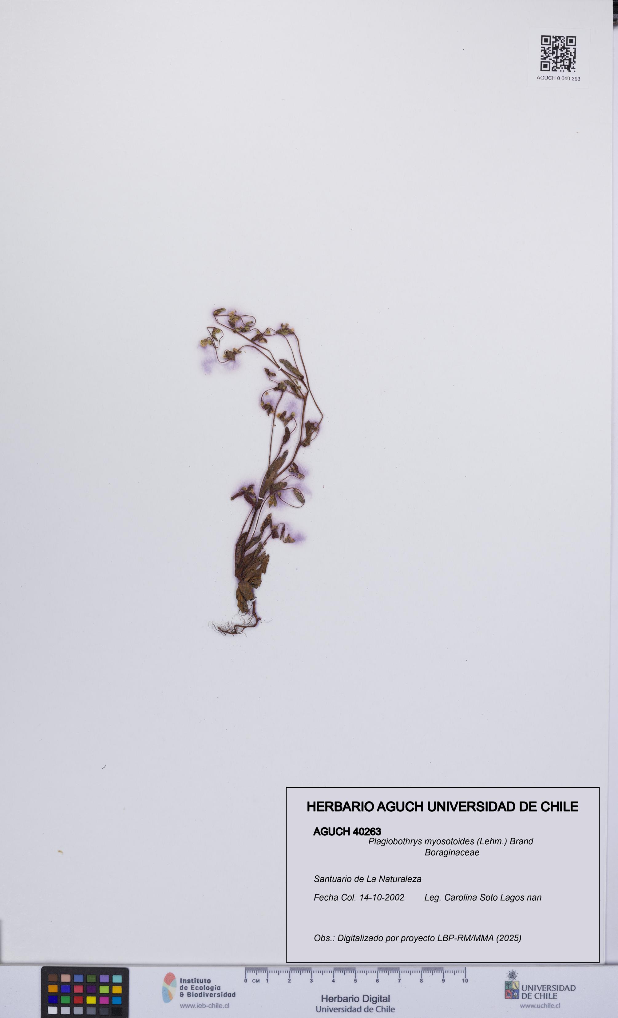 Plagiobothrys myosotoides [Espécimen: UCH:AGUCH:0040263]