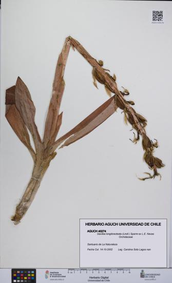 Gavilea longibracteata [Espécimen: UCH:AGUCH:0040274]