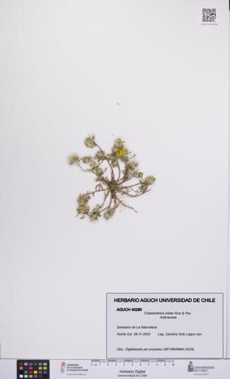 Chaetanthera ciliata [Espécimen: UCH:AGUCH:0040280]