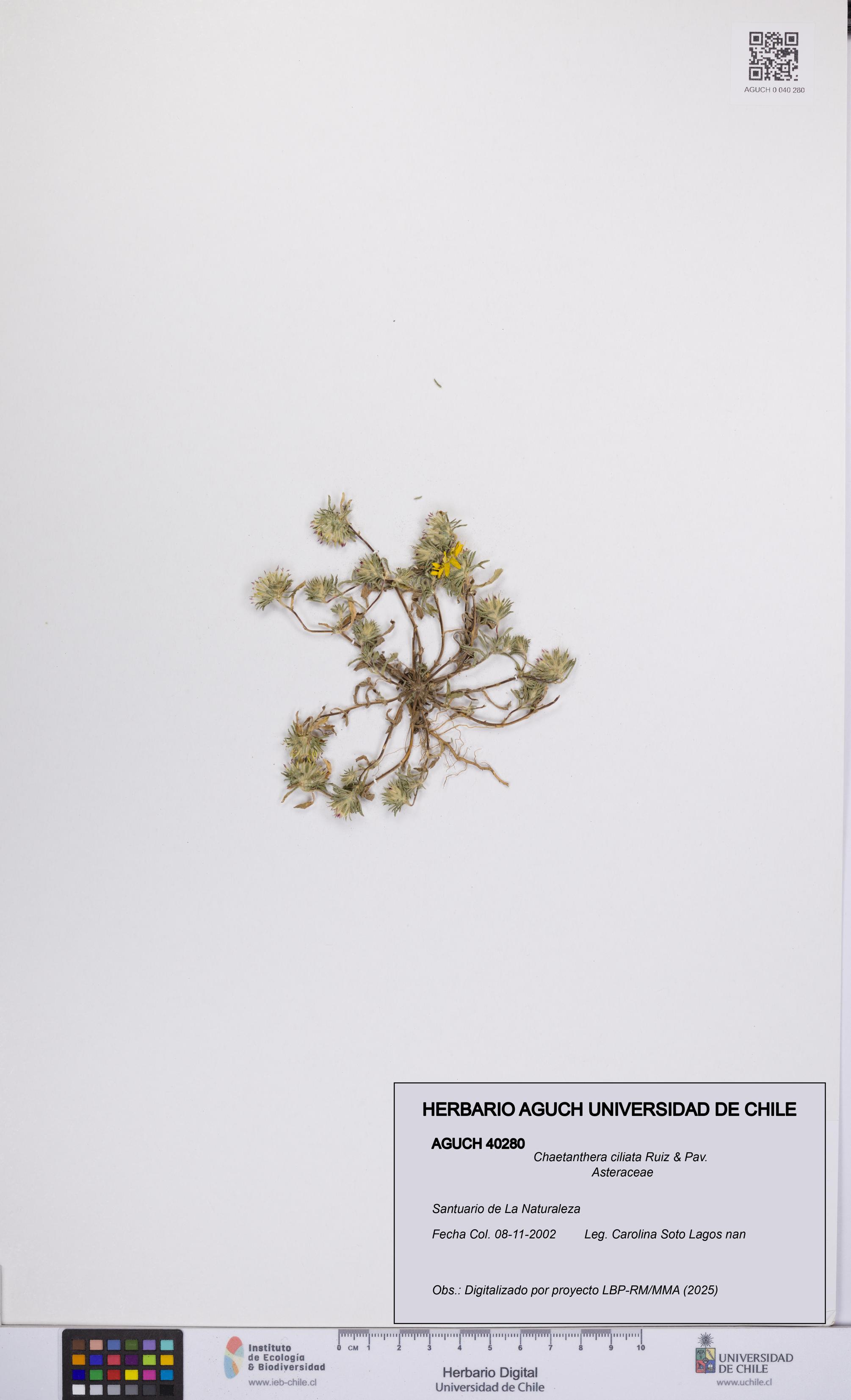 Chaetanthera ciliata [Espécimen: UCH:AGUCH:0040280]