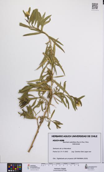 Baccharis salicifolia [Espécimen: UCH:AGUCH:0040289]