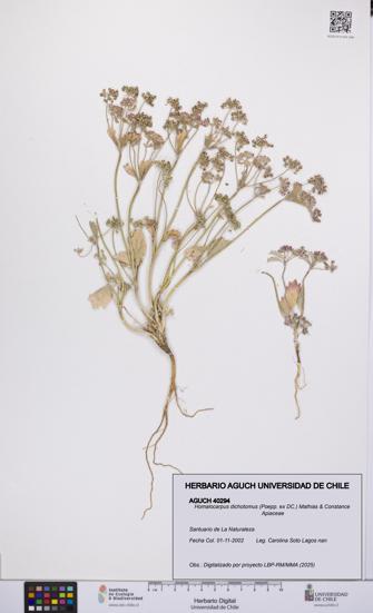 Homalocarpus dichotomus [Espécimen: UCH:AGUCH:0040294]