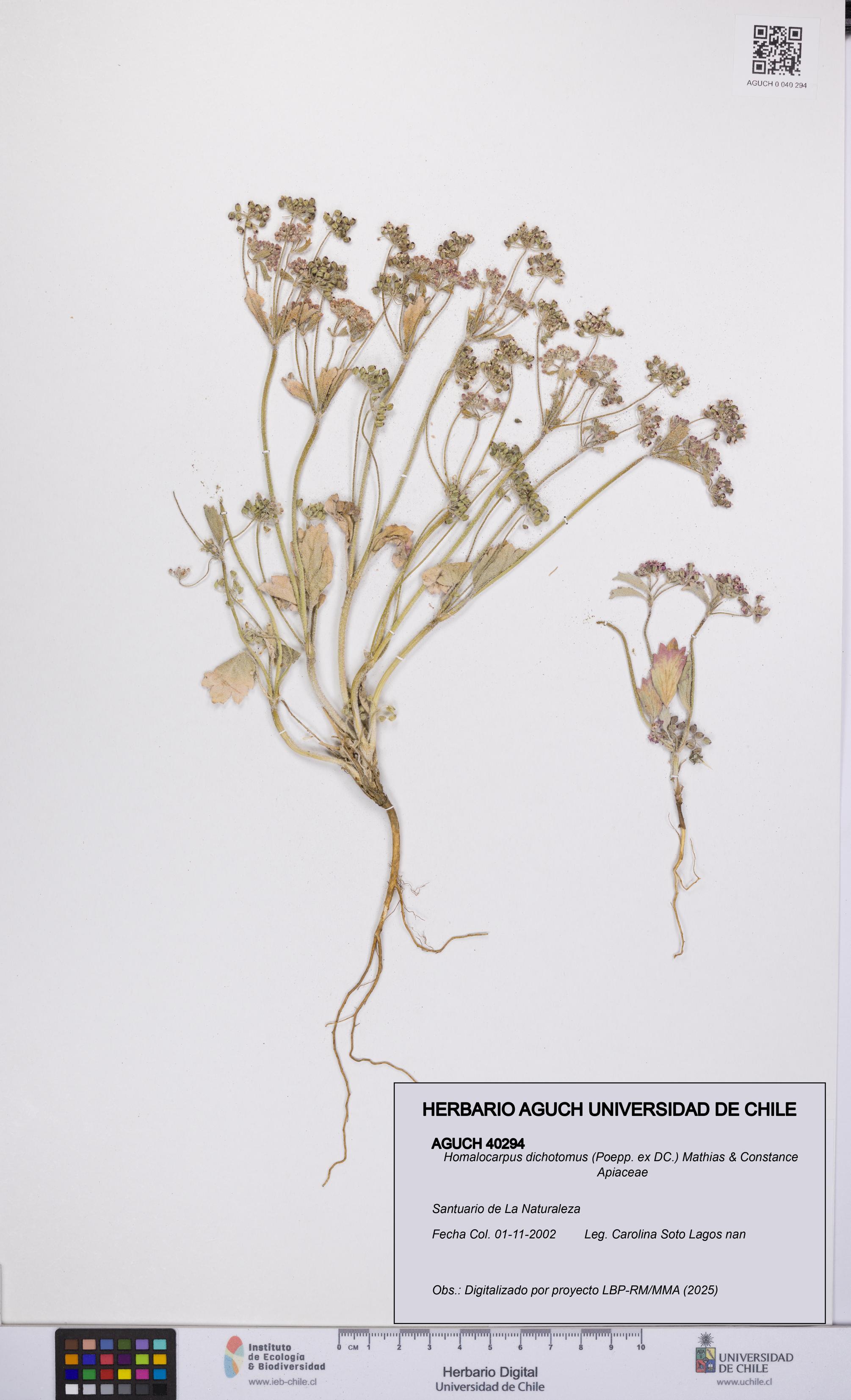 Homalocarpus dichotomus [Espécimen: UCH:AGUCH:0040294]