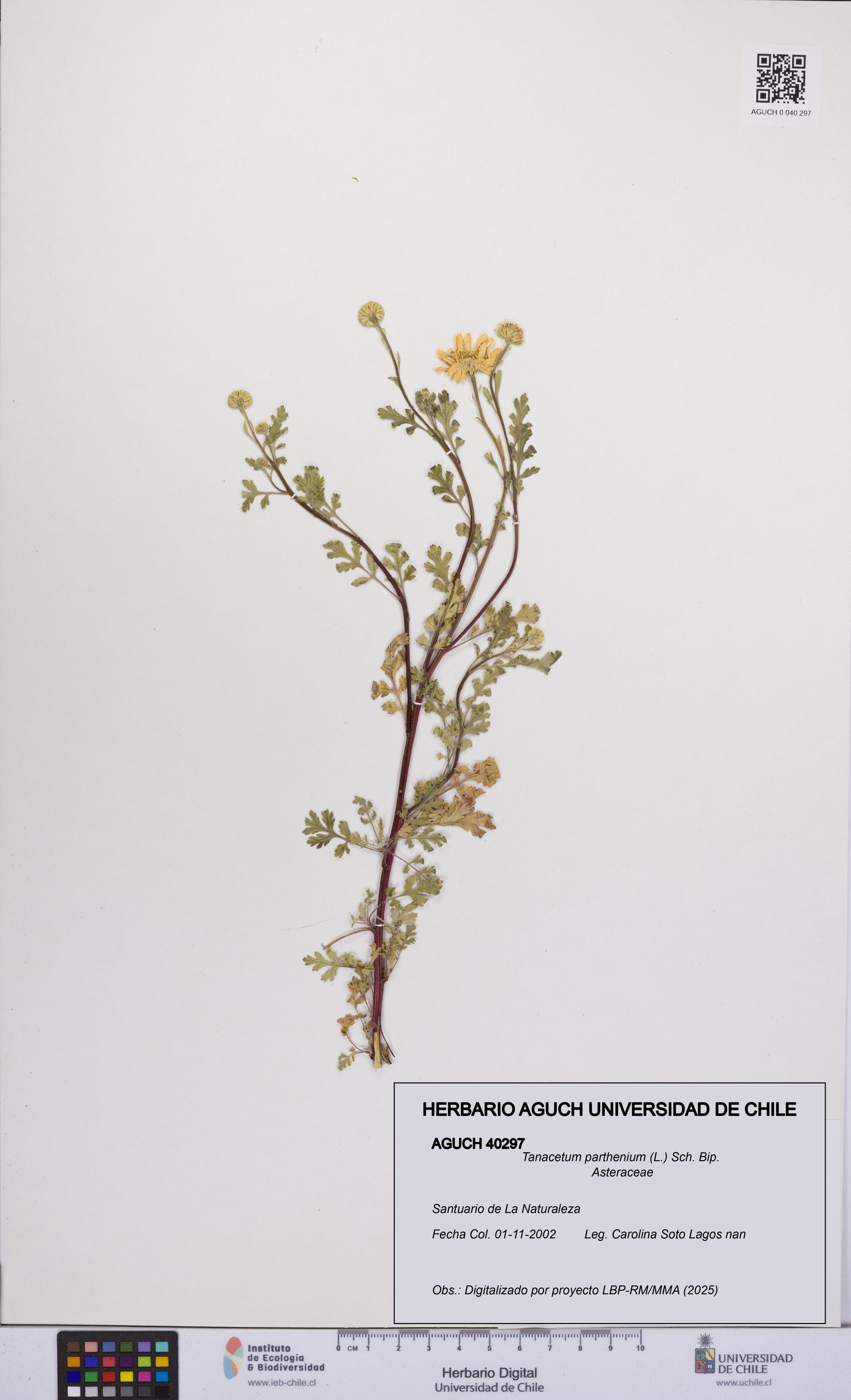 Tanacetum parthenium [Espécimen: UCH:AGUCH:0040297]
