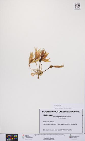 Phycella arzae [Espécimen: UCH:AGUCH:0040305]