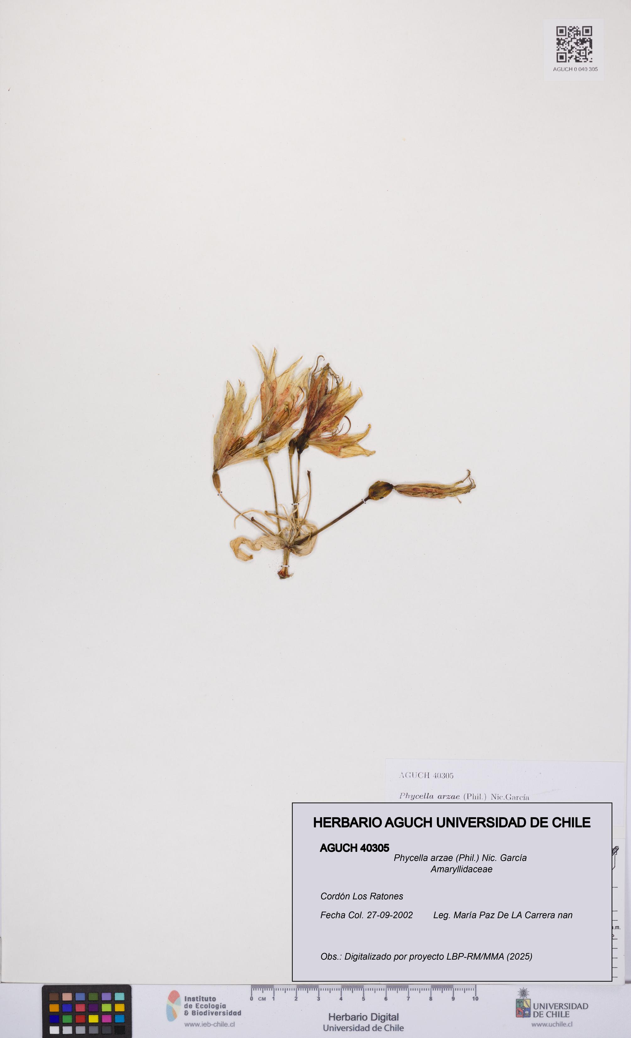 Phycella arzae [Espécimen: UCH:AGUCH:0040305]