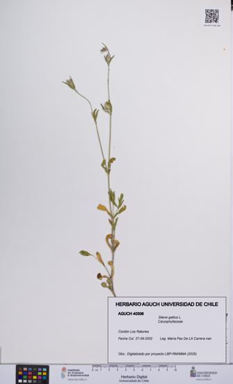 Silene gallica [Espécimen: UCH:AGUCH:0040306]