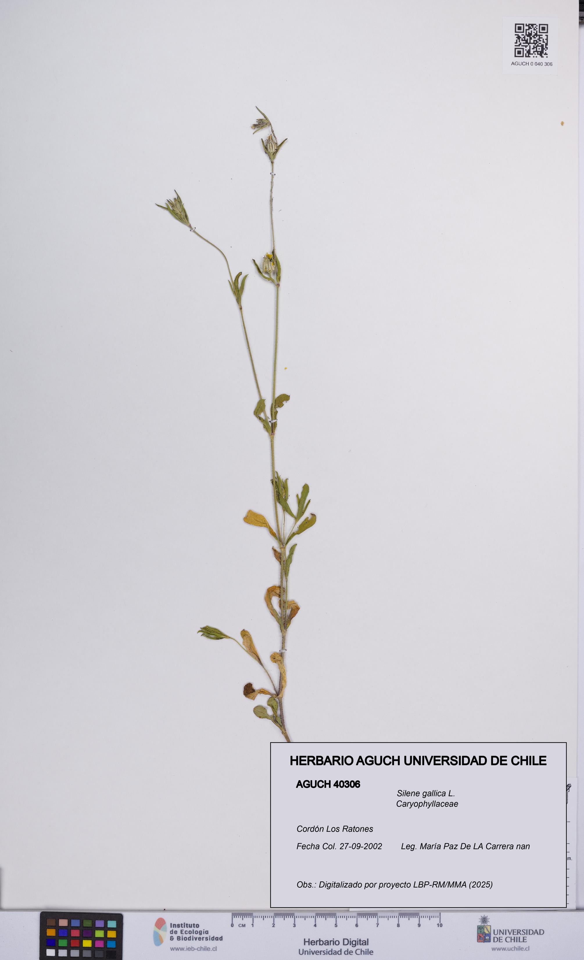 Silene gallica [Espécimen: UCH:AGUCH:0040306]