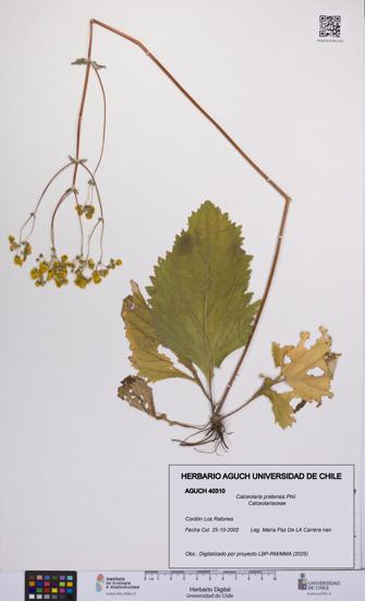 Calceolaria pratensis [Espécimen: UCH:AGUCH:0040310]