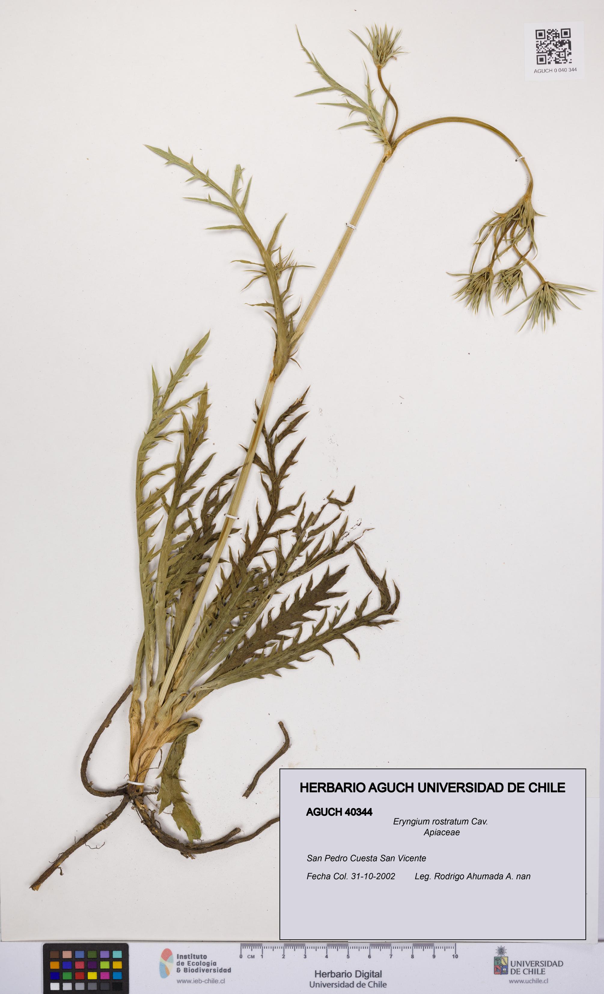 Eryngium rostratum [Espécimen: UCH:AGUCH:0040344]