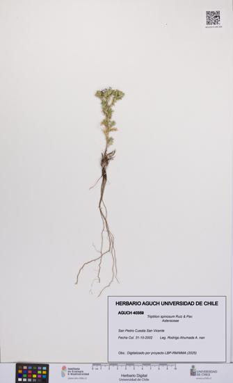 Triptilion spinosum [Espécimen: UCH:AGUCH:0040359]