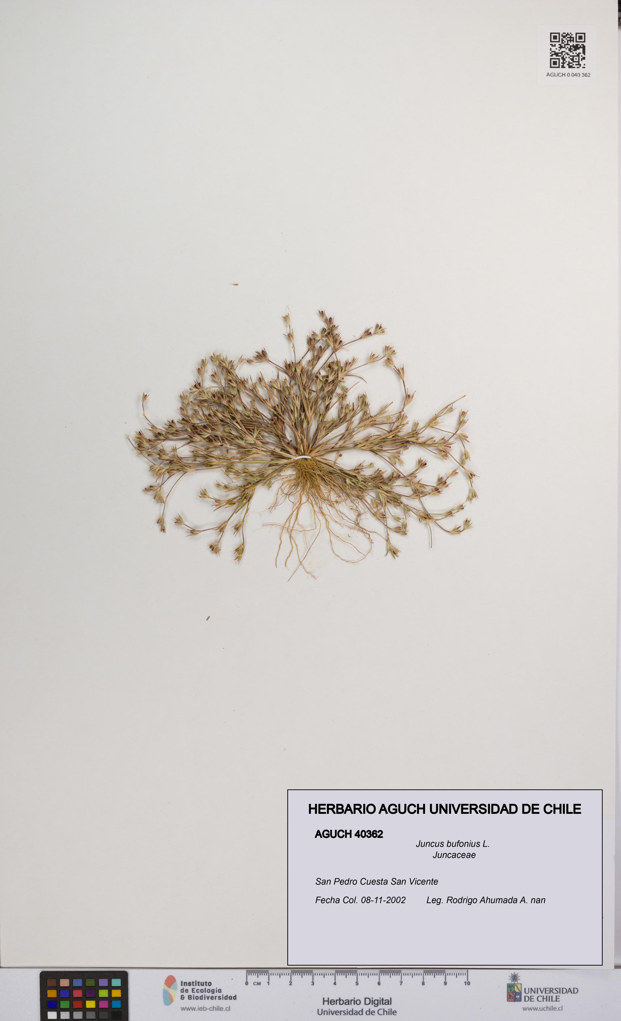 Juncus bufonius [Espécimen: UCH:AGUCH:0040362]