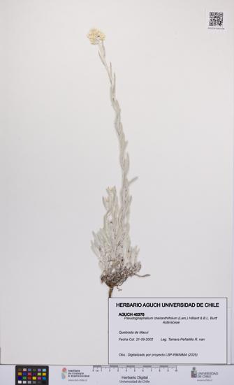 Pseudognaphalium cheiranthifolium [Espécimen: UCH:AGUCH:0040378]