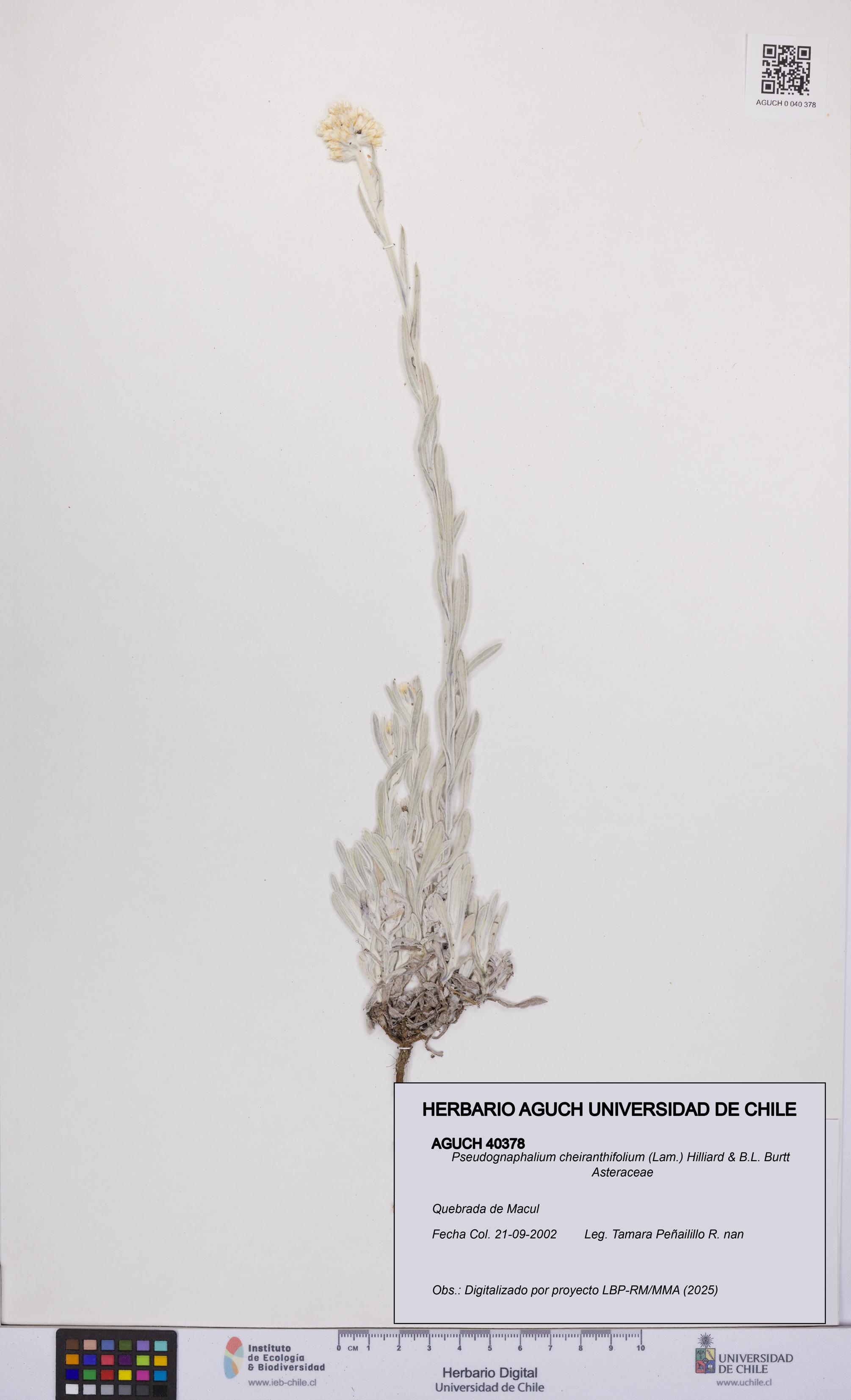 Pseudognaphalium cheiranthifolium [Espécimen: UCH:AGUCH:0040378]