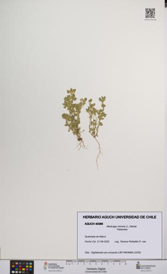 Medicago minima [Espécimen: UCH:AGUCH:0040385]