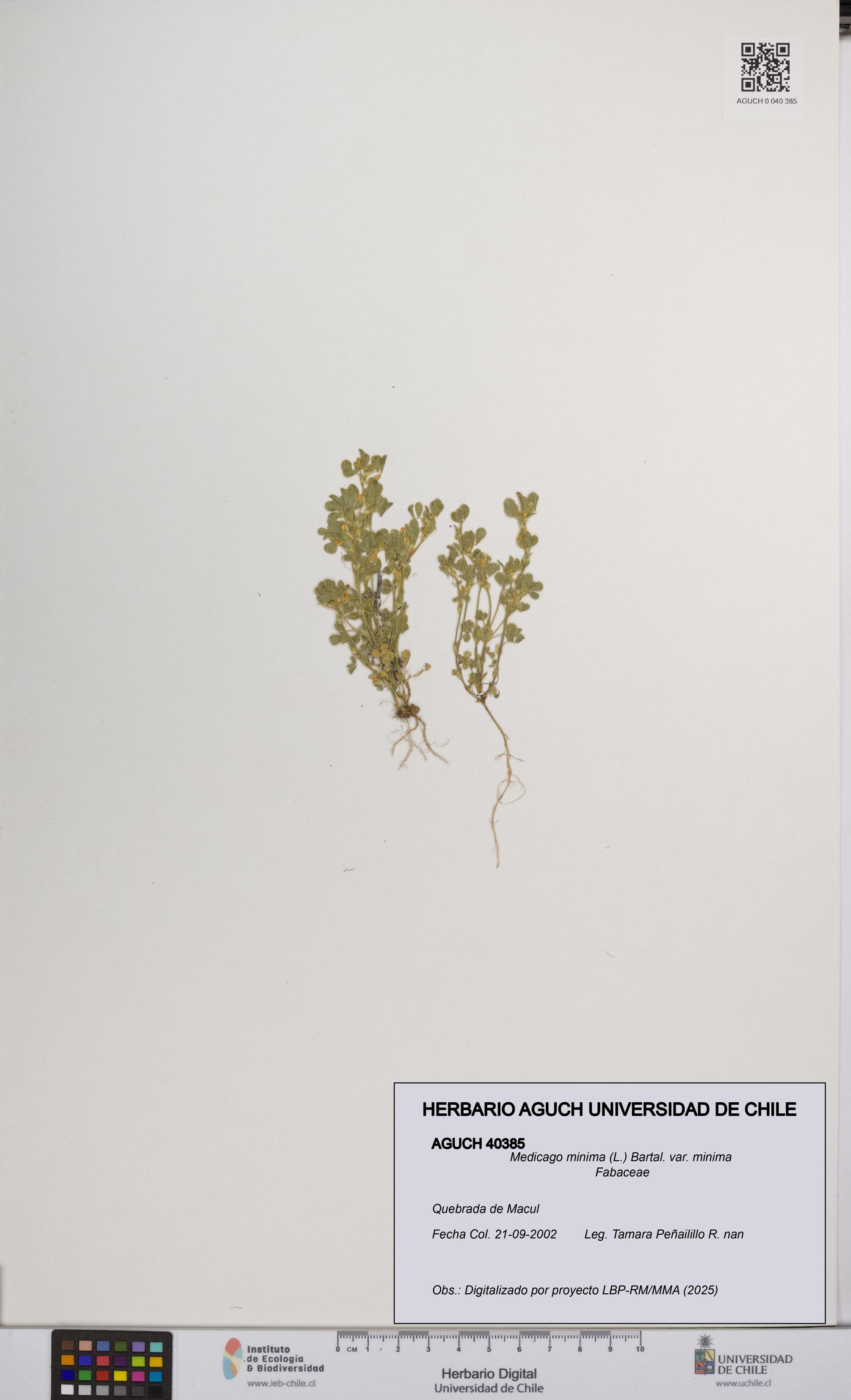Medicago minima var. minima [Espécimen: ]