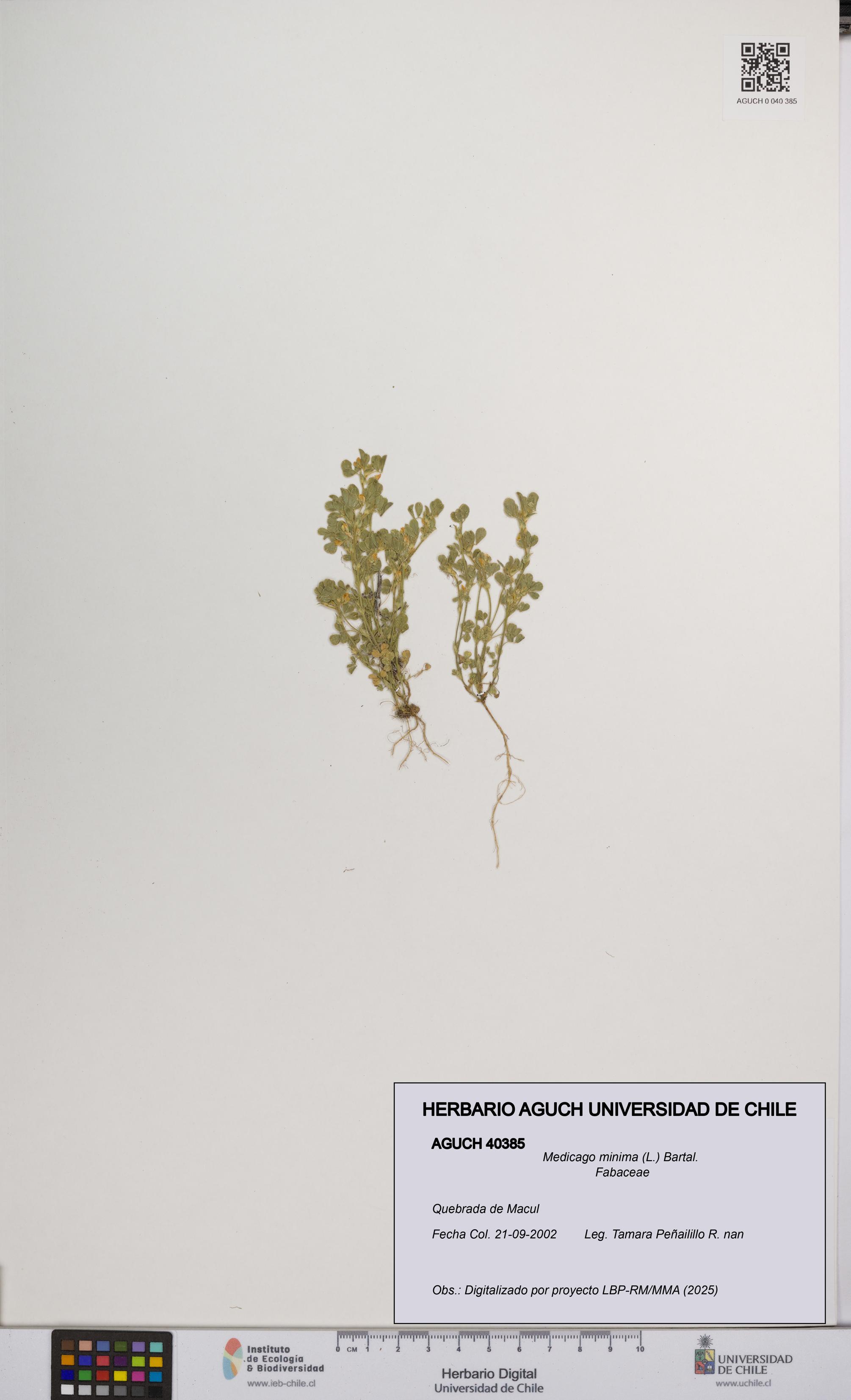 Medicago minima [Espécimen: UCH:AGUCH:0040385]