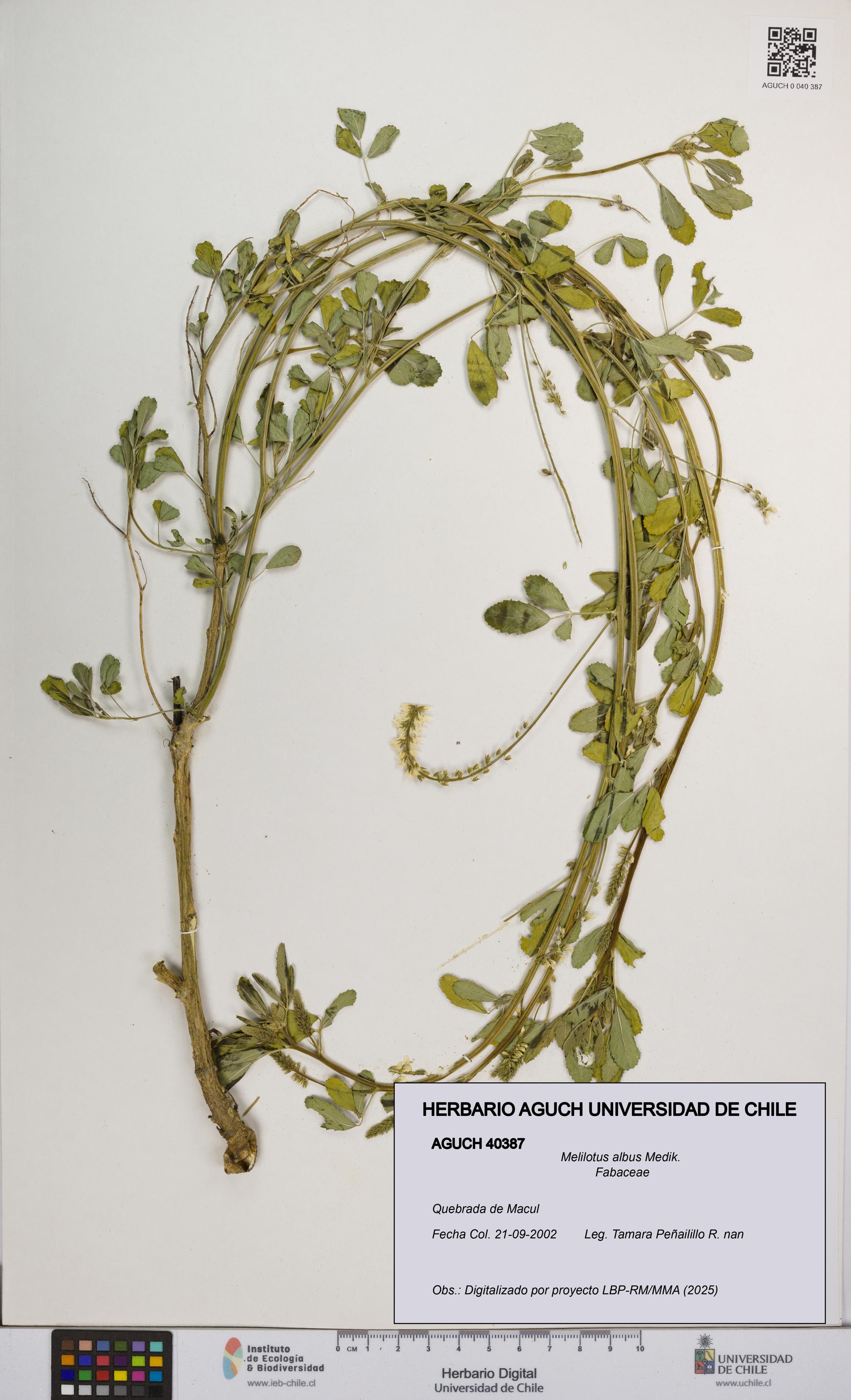 Melilotus albus [Espécimen: UCH:AGUCH:0040387]