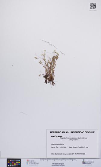 Plagiobothrys myosotoides [Espécimen: UCH:AGUCH:0040389]