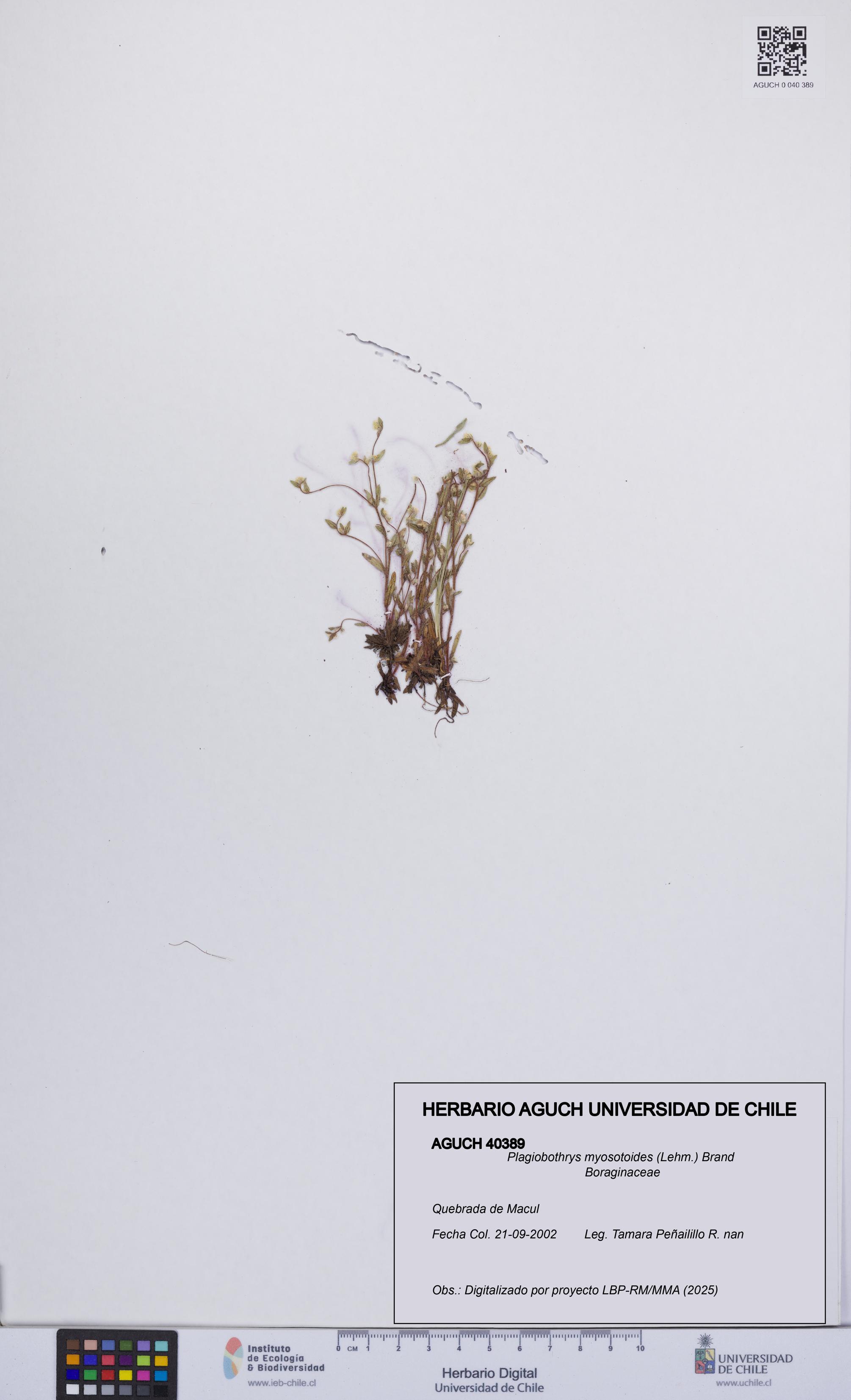 Plagiobothrys myosotoides [Espécimen: UCH:AGUCH:0040389]