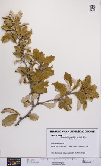 Berberis chilensis [Espécimen: UCH:AGUCH:0040399]