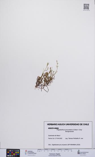 Plagiobothrys procumbens [Espécimen: UCH:AGUCH:0040404]