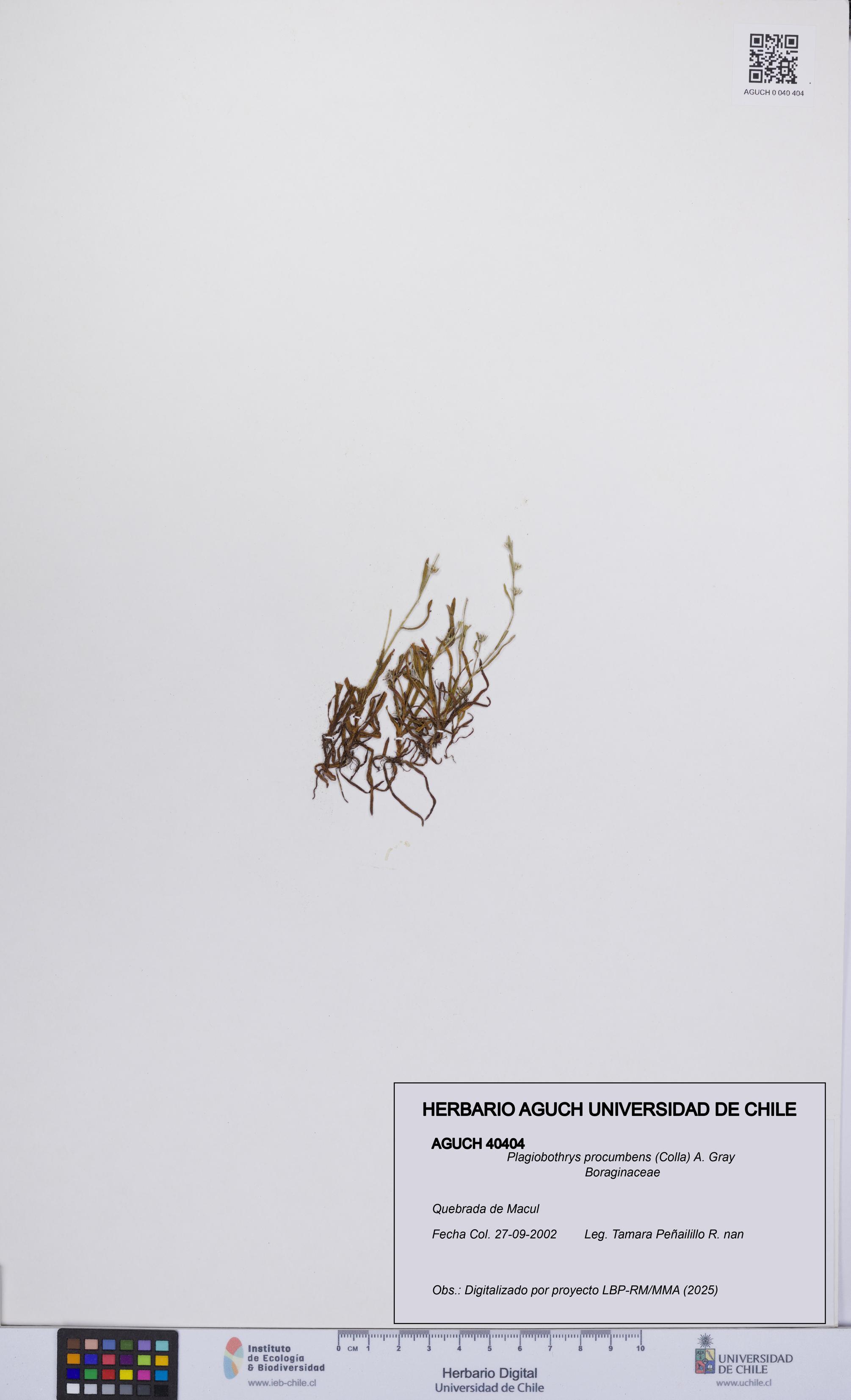 Plagiobothrys procumbens [Espécimen: UCH:AGUCH:0040404]