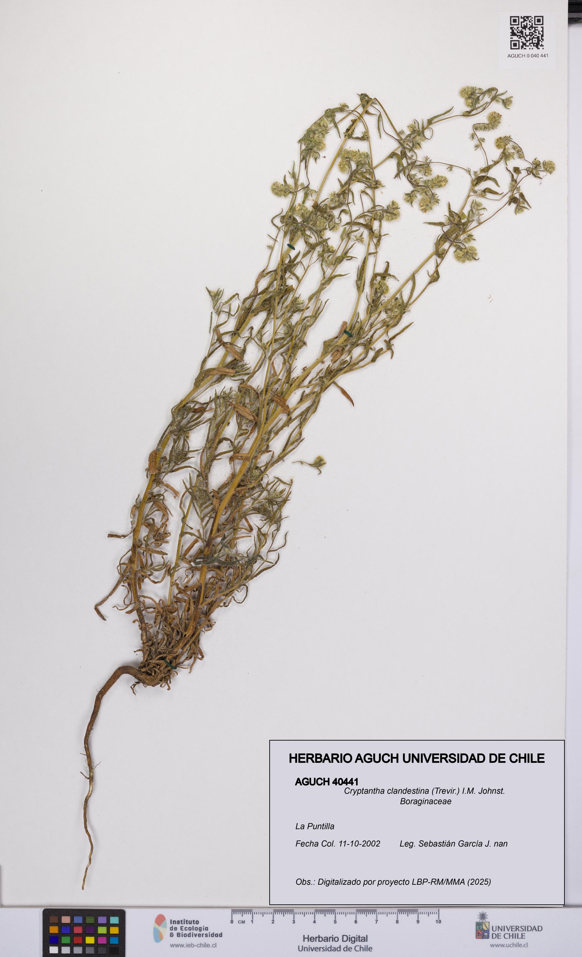 Cryptantha clandestina [Espécimen: UCH:AGUCH:0040441]