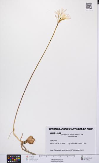 Leucocoryne ixioides [Espécimen: UCH:AGUCH:0040450]