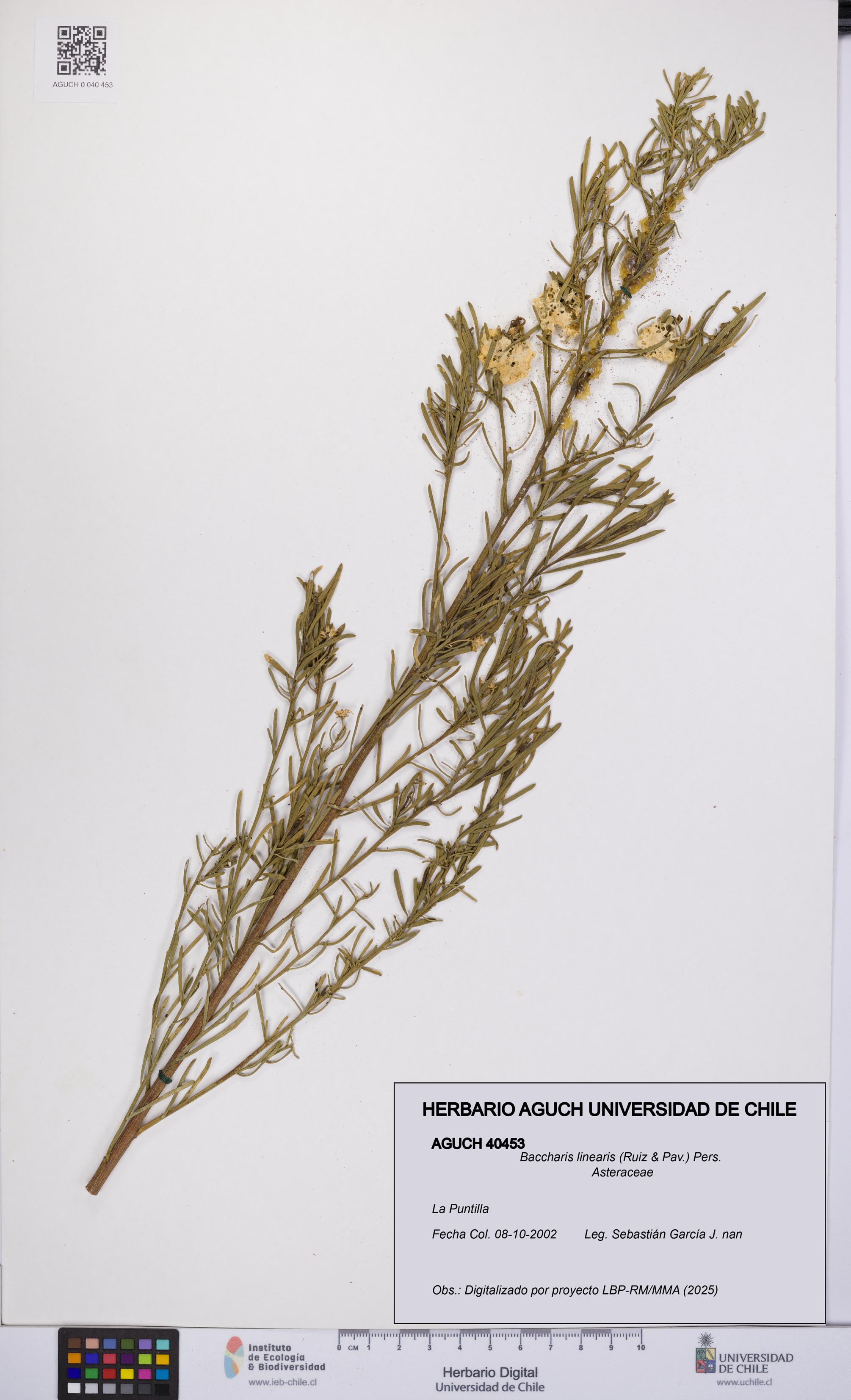 Baccharis linearis [Espécimen: UCH:AGUCH:0040453]