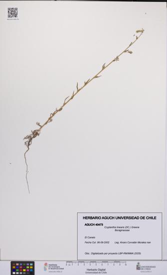 Cryptantha linearis [Espécimen: UCH:AGUCH:0040473]