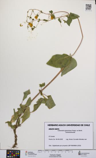 Calceolaria glandulosa [Espécimen: UCH:AGUCH:0040474]
