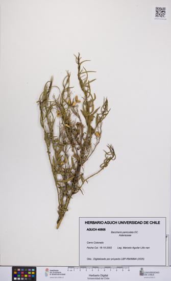 Baccharis paniculata [Espécimen: UCH:AGUCH:0040505]