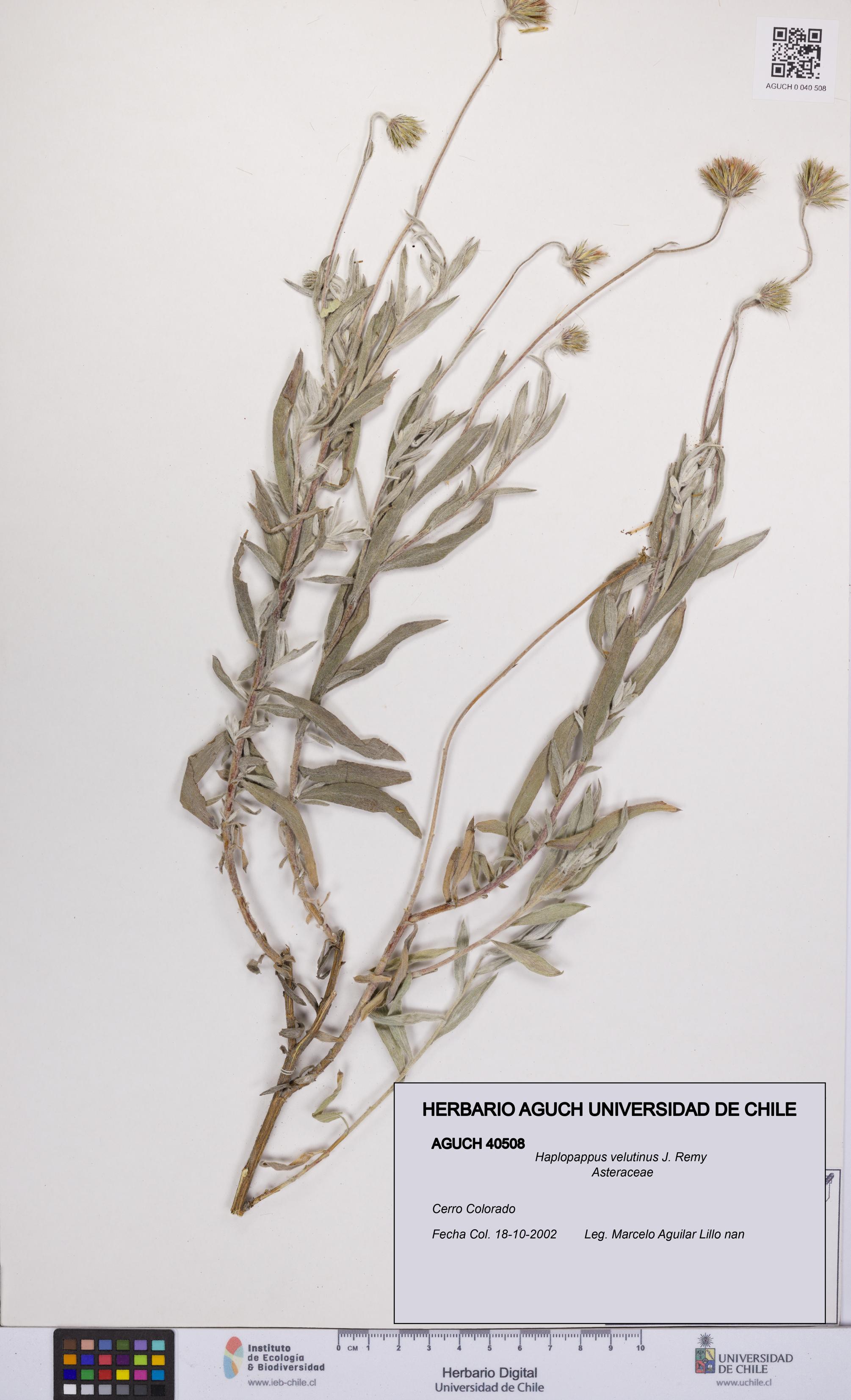 Haplopappus velutinus [Espécimen: UCH:AGUCH:0040508]