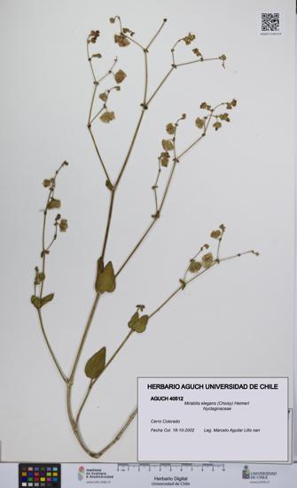 Mirabilis elegans [Espécimen: UCH:AGUCH:0040512]