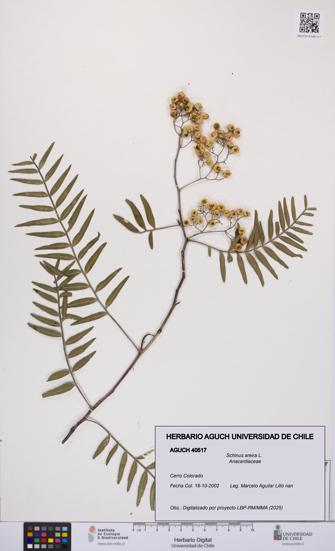 Schinus areira [Espécimen: UCH:AGUCH:0040517]