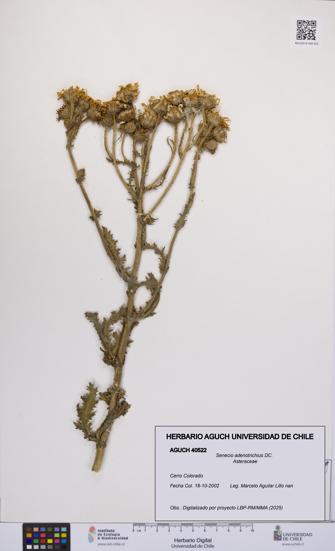 Senecio adenotrichius [Espécimen: UCH:AGUCH:0040522]