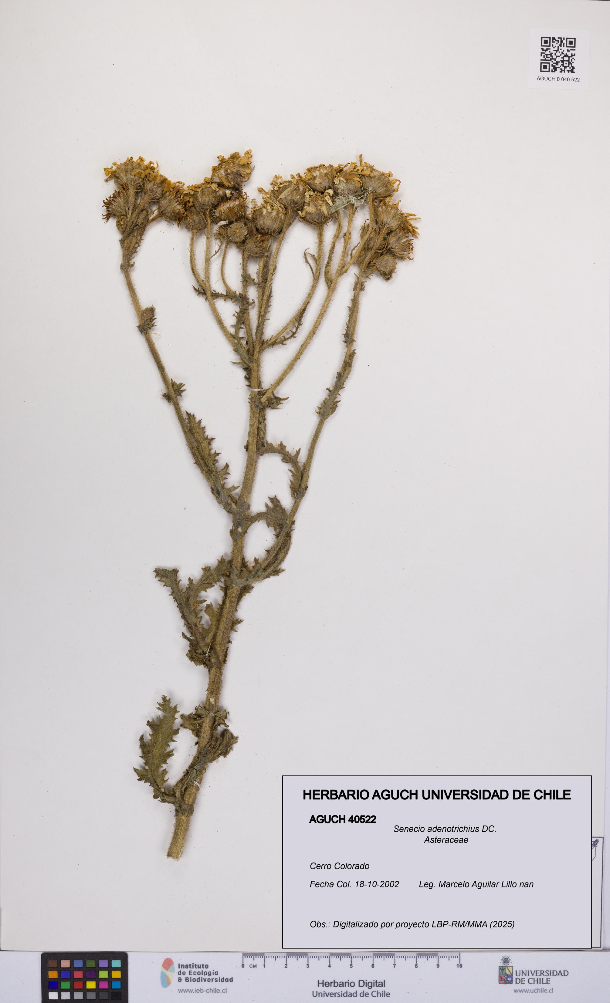 Senecio adenotrichius [Espécimen: UCH:AGUCH:0040522]