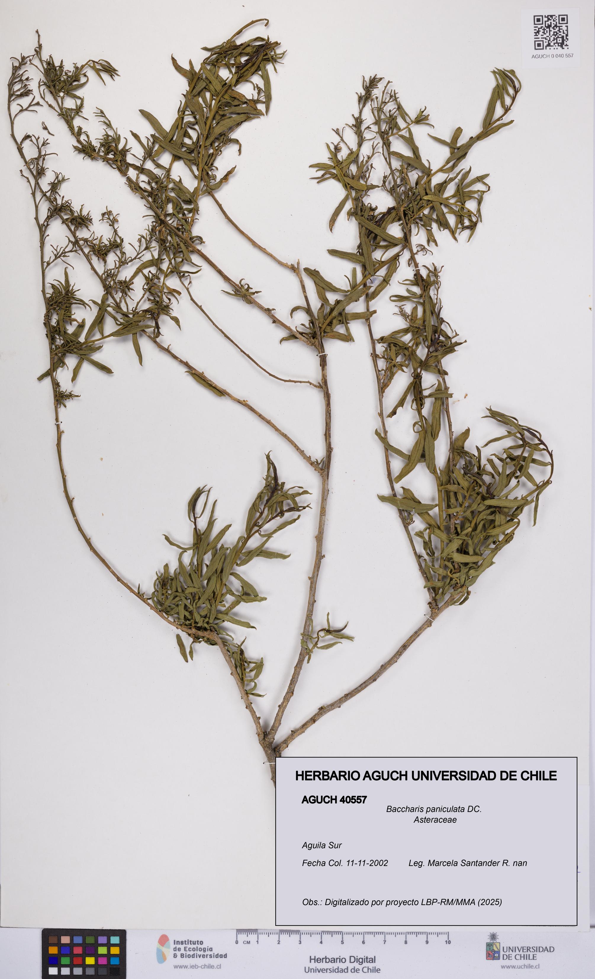 Baccharis paniculata [Espécimen: UCH:AGUCH:0040557]
