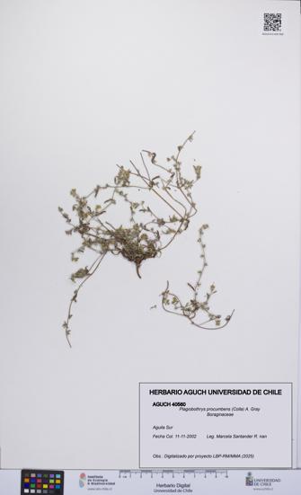 Plagiobothrys procumbens [Espécimen: UCH:AGUCH:0040560]