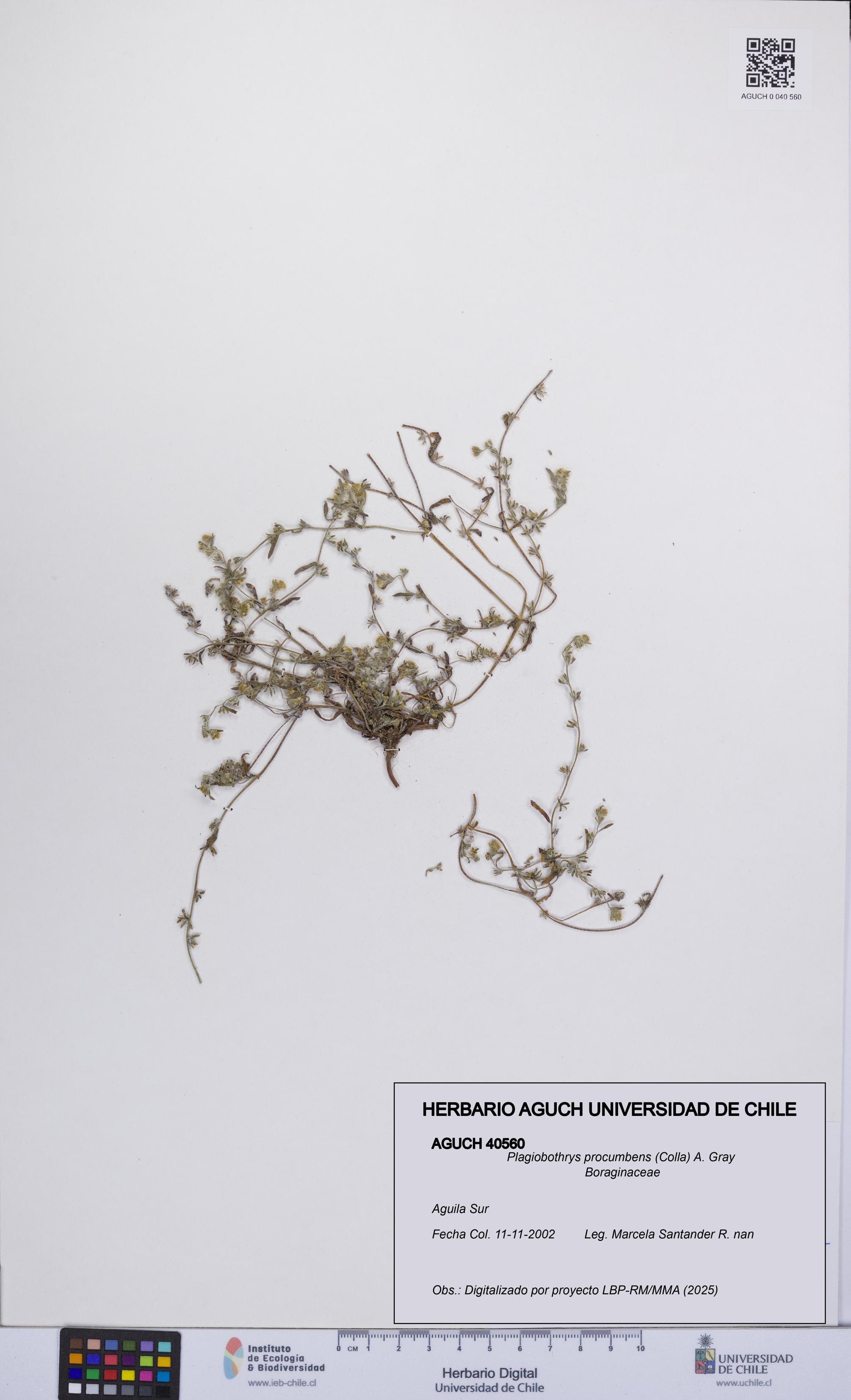 Plagiobothrys procumbens [Espécimen: UCH:AGUCH:0040560]