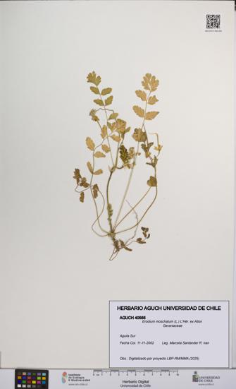 Erodium moschatum [Espécimen: UCH:AGUCH:0040565]