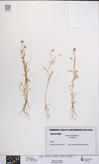 Cotula coronopifolia [Espécimen: UCH:AGUCH:0040600]