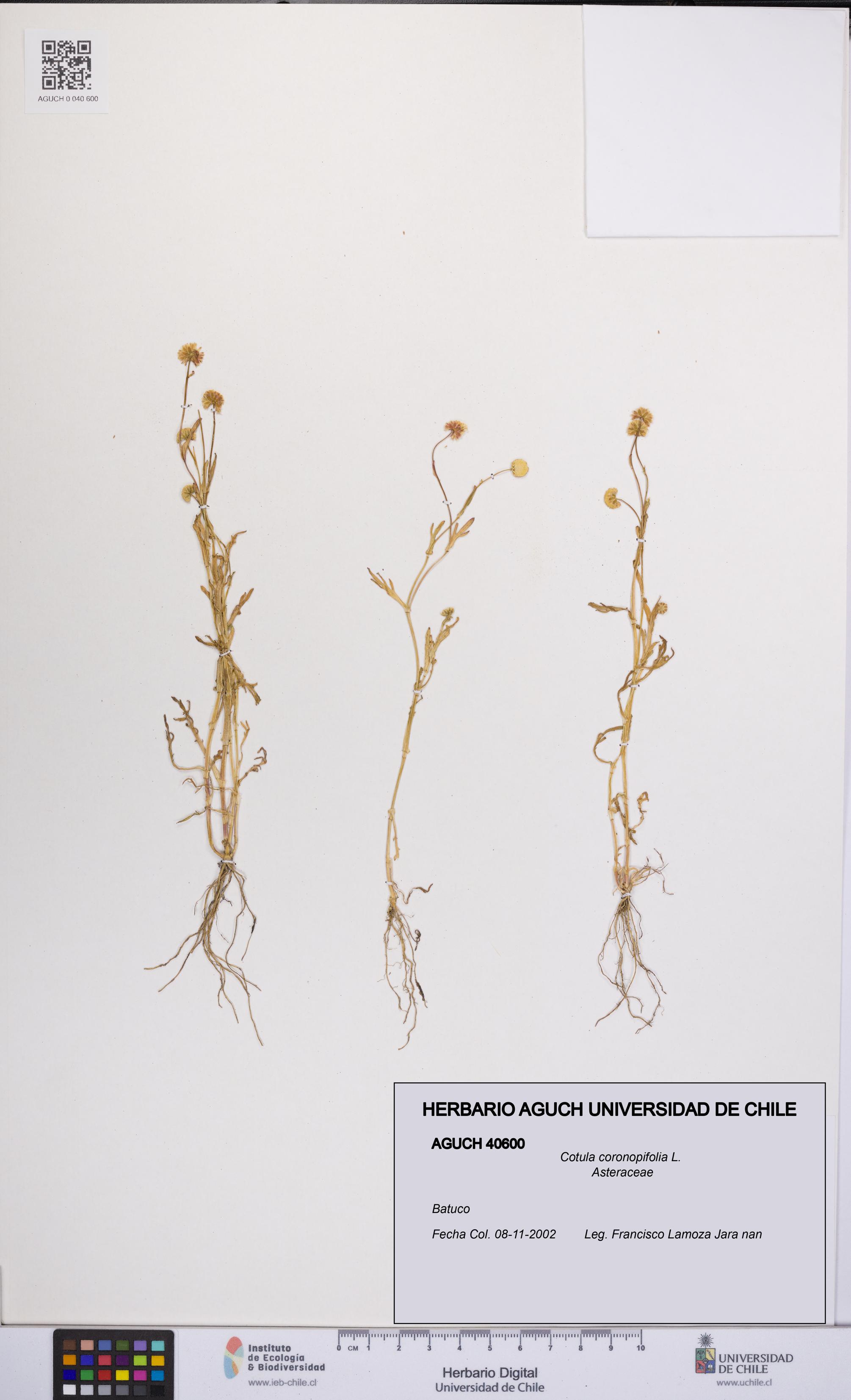 Cotula coronopifolia [Espécimen: UCH:AGUCH:0040600]